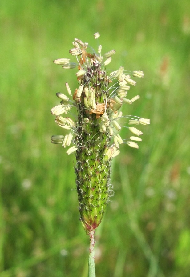 Изображение особи Alopecurus geniculatus.