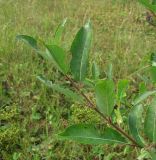 Salix latifolia