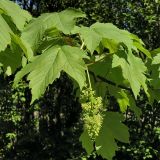 Acer pseudoplatanus