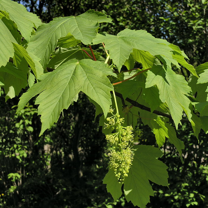 Image of Acer pseudoplatanus specimen.