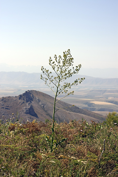 Image of Stubendorffia orientalis specimen.