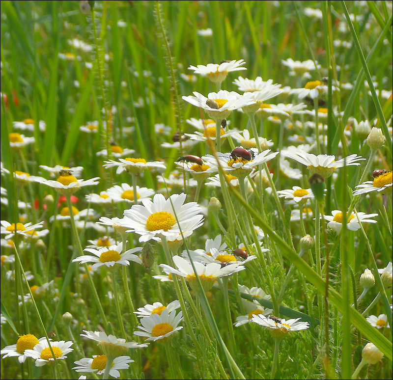 Изображение особи Anthemis ruthenica.