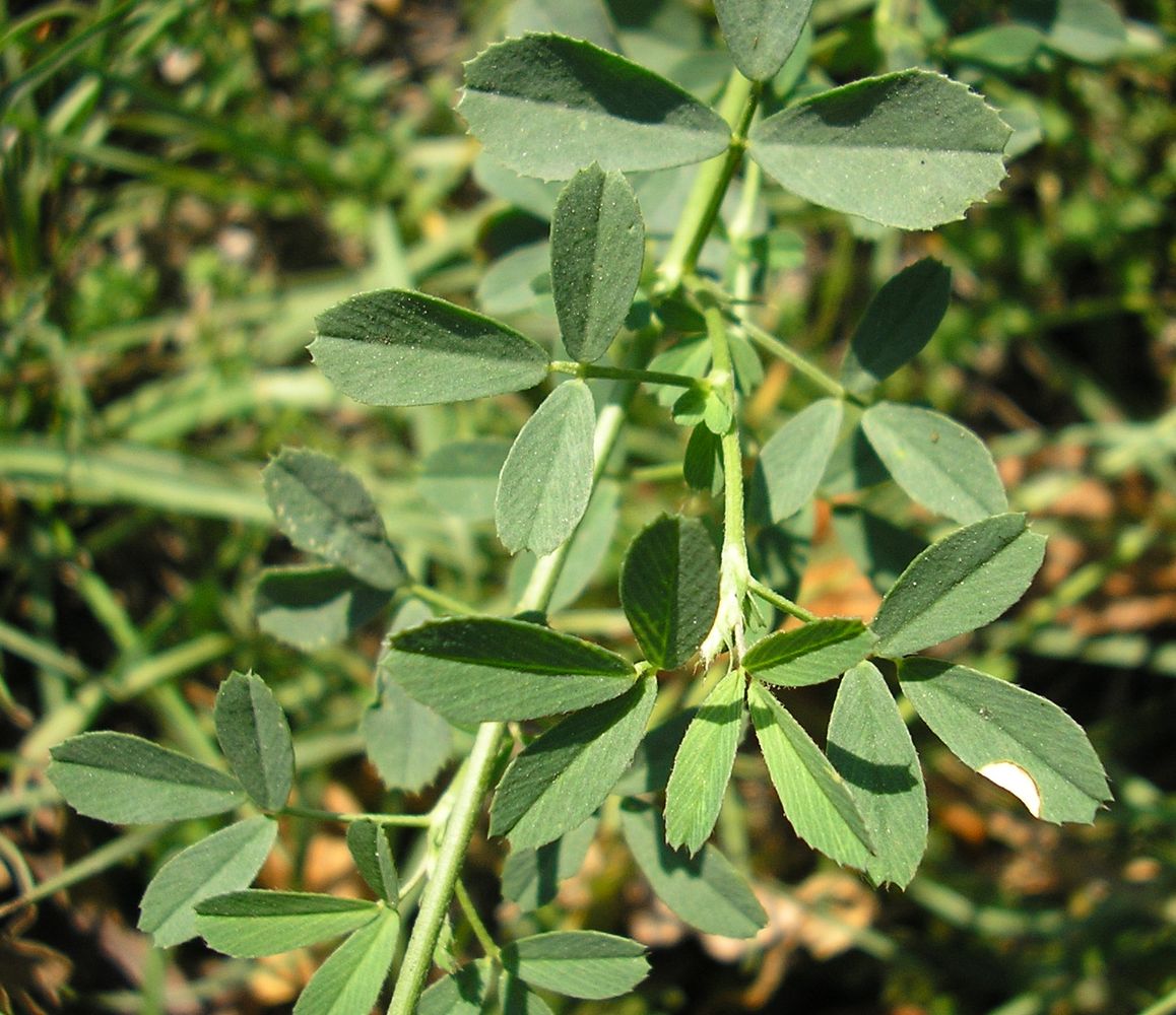 Image of Medicago sativa specimen.