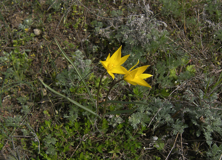 Изображение особи Tulipa scythica.