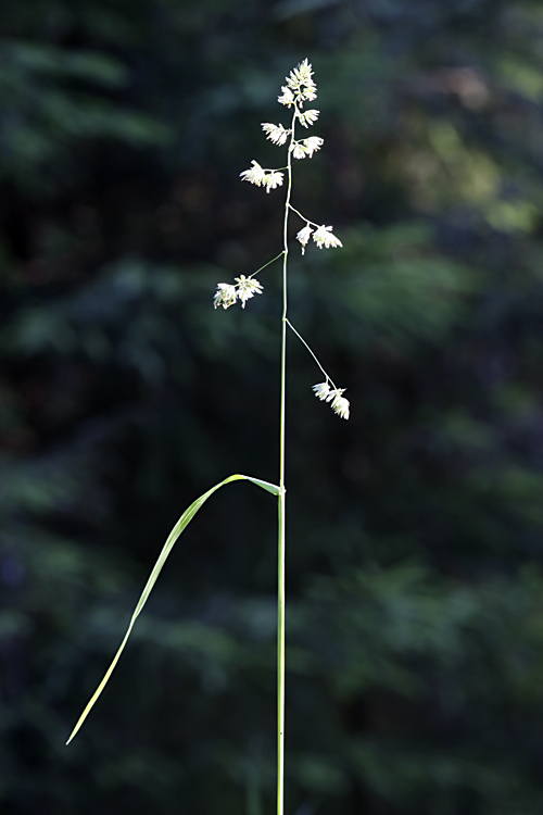 Изображение особи Dactylis glomerata.