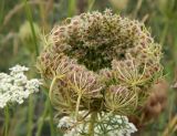 Daucus carota