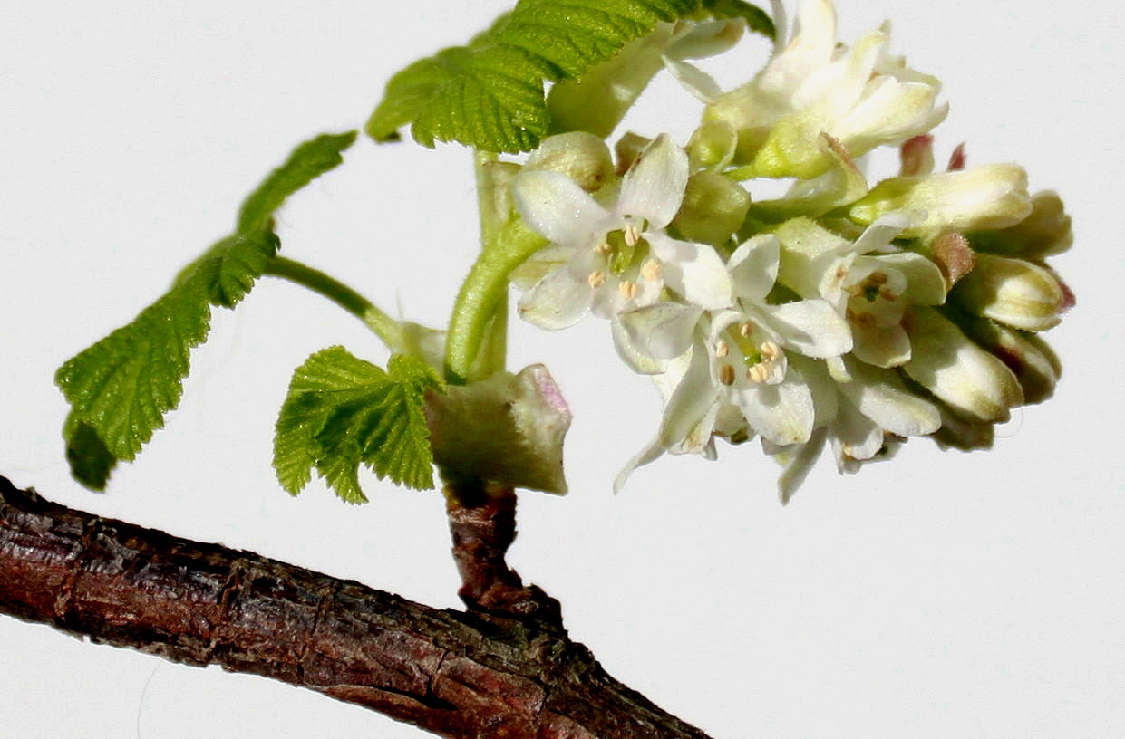 Image of Ribes sanguineum specimen.