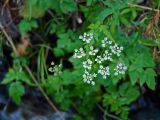 Aegopodium alpestre