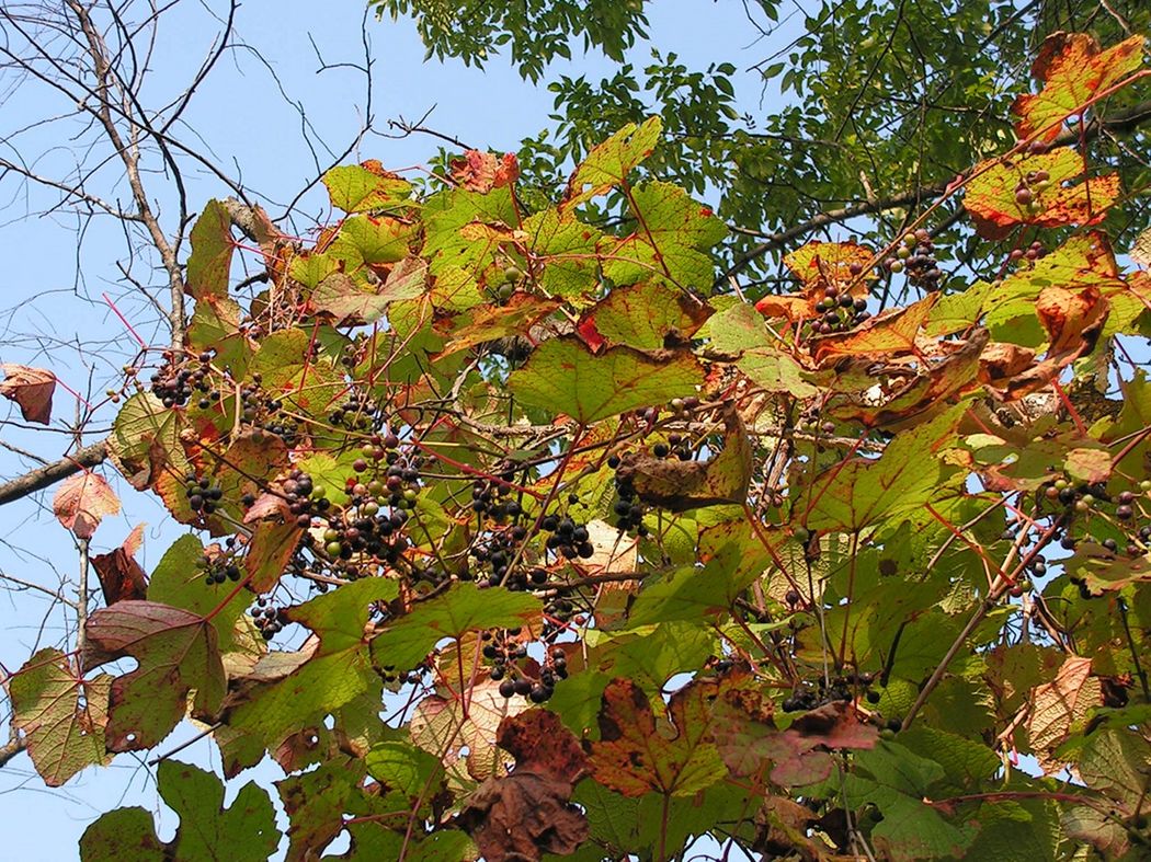 Image of Vitis amurensis specimen.