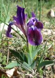 Iris pumila. Цветущее растение. Крым, Байдарская яйла, южный склон. 26 апреля 2012 г.