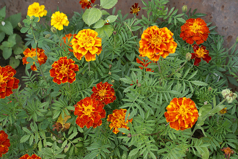 Изображение особи Tagetes patula.