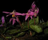 Erythronium sajanense