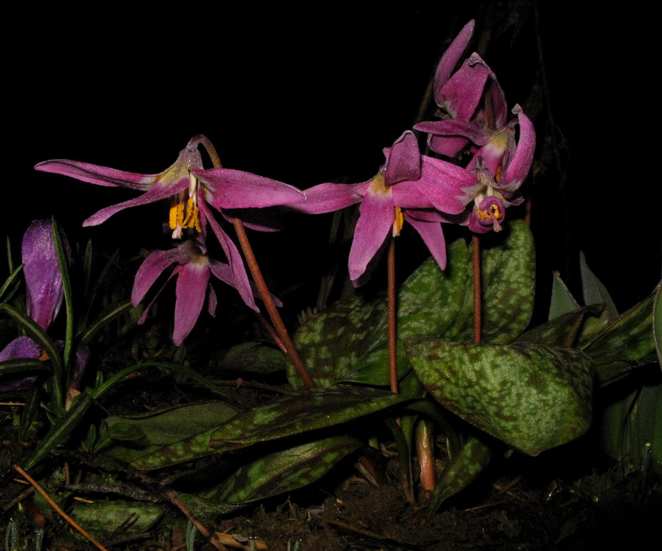 Изображение особи Erythronium sajanense.