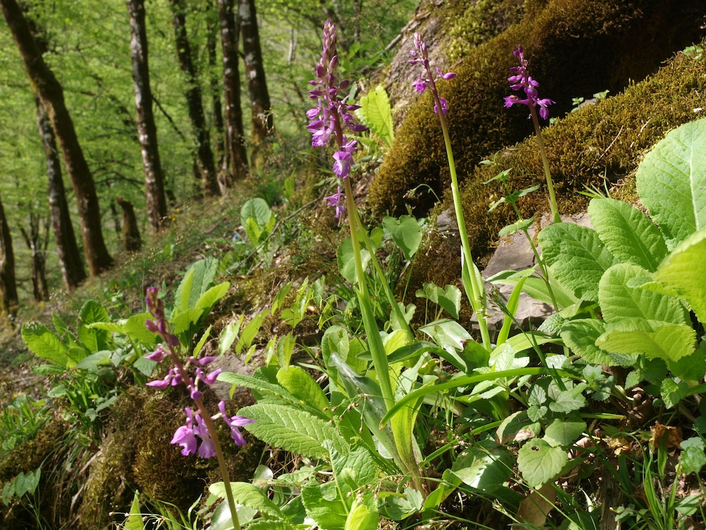 Изображение особи Orchis mascula.