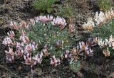 Astragalus subspecies tergeminus