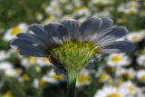 Anthemis ruthenica