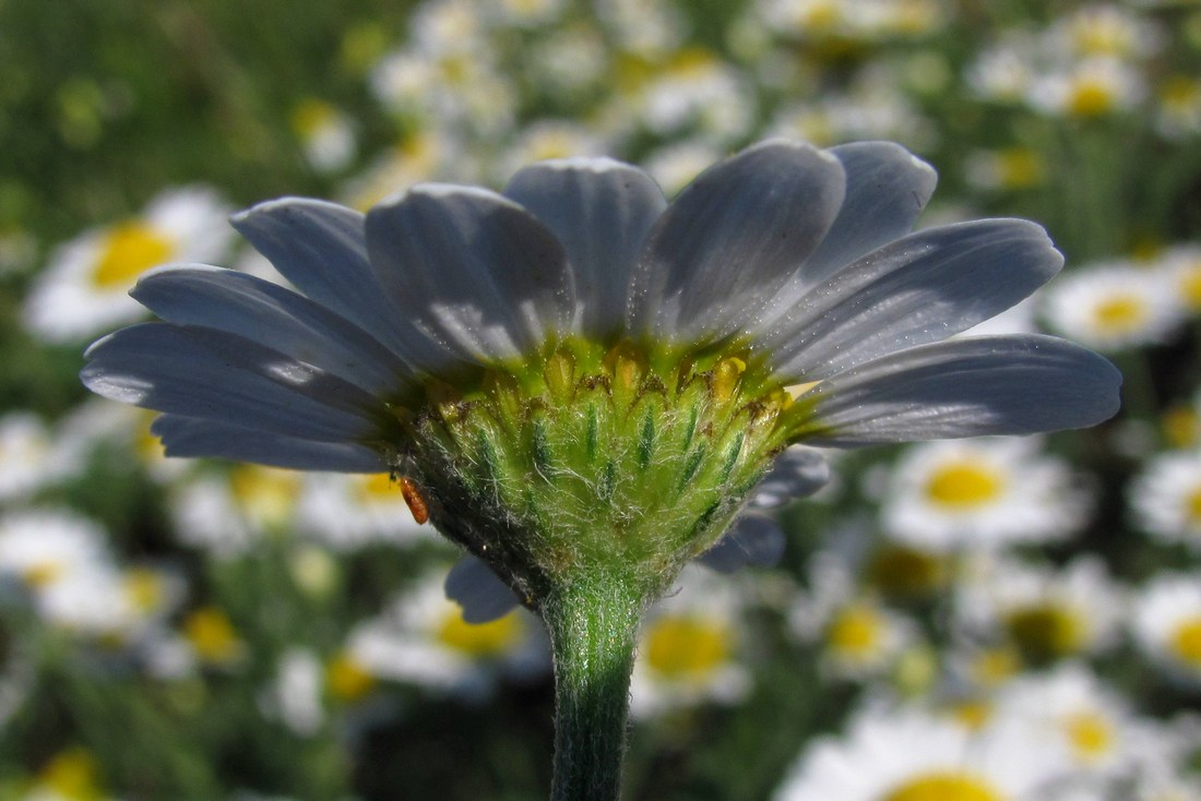 Image of Anthemis ruthenica specimen.