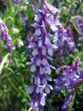 Vicia villosa. Соцветие. Украина, Черкасская обл., Каневский р-н, региональный ландшафтный парк \"Трахтемиров\", остепнённый участок. 26 мая 2012 г.