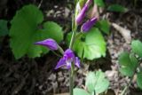 Cephalanthera rubra