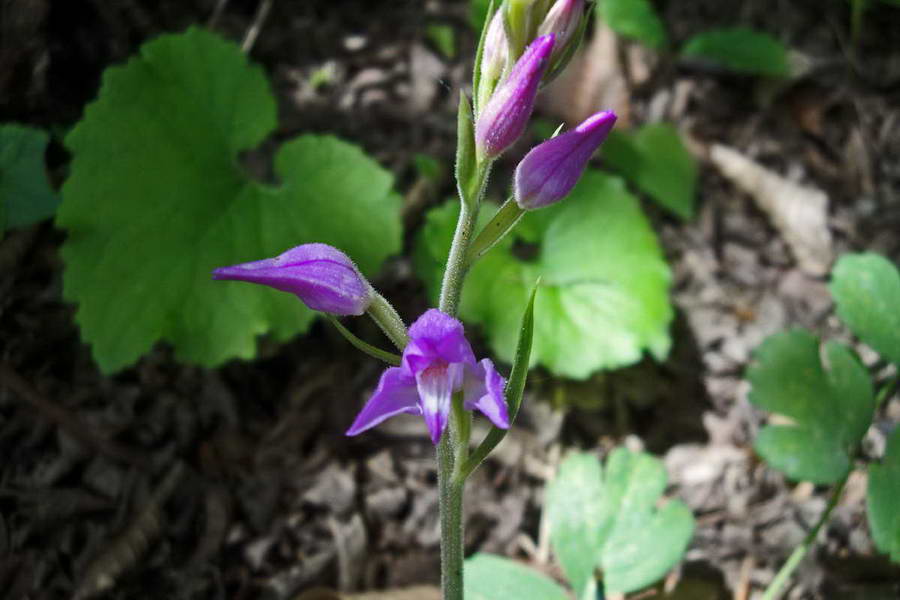 Изображение особи Cephalanthera rubra.