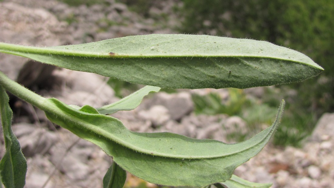 Изображение особи Pilosella echioides.