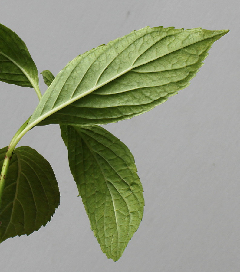 Изображение особи Hydrangea macrophylla.