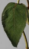 Image of taxon representative. Author is Валерий Куделя