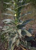 Verbascum densiflorum. Нижняя часть растения. Курская обл., Железногорский р-н, с. Карманово. 22 июля 2007 г.