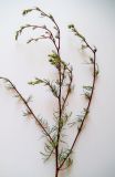 Artemisia campestris. Верхушка растения. Московская обл., Лотошинский р-н, окр. дер. Савостино. 08.07.2012.