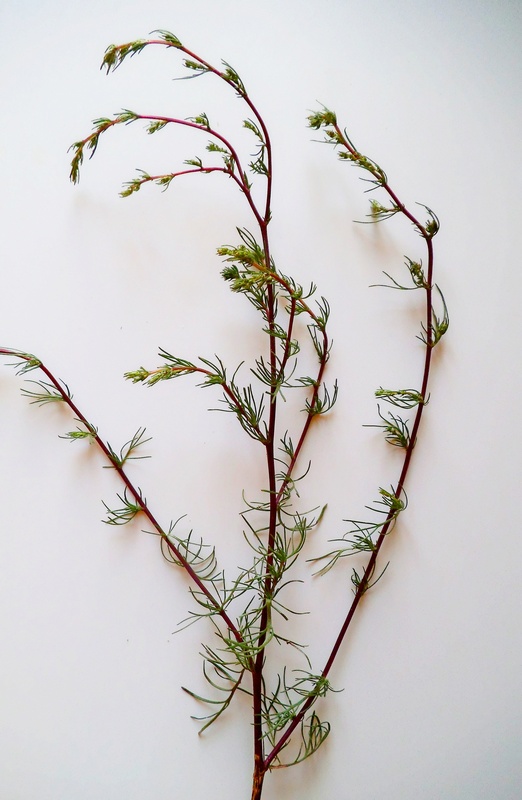 Image of Artemisia campestris specimen.