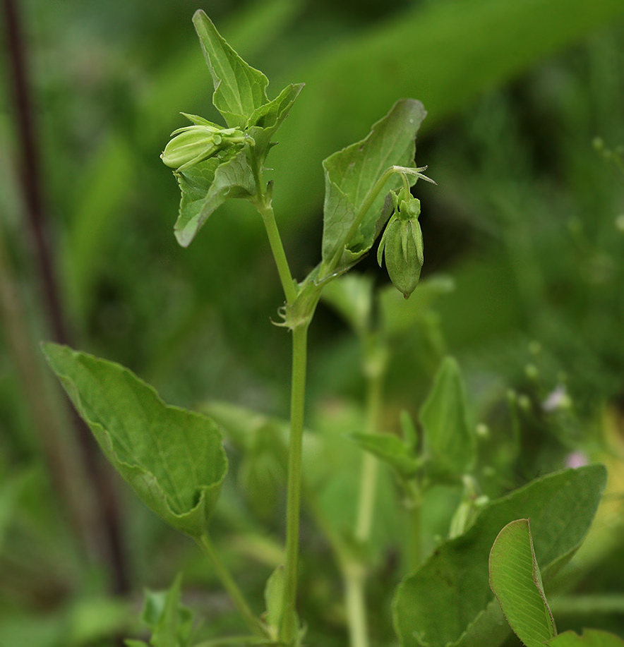 Image of Viola canina specimen.