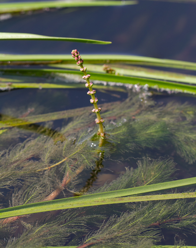 Image of Myriophyllum sibiricum specimen.