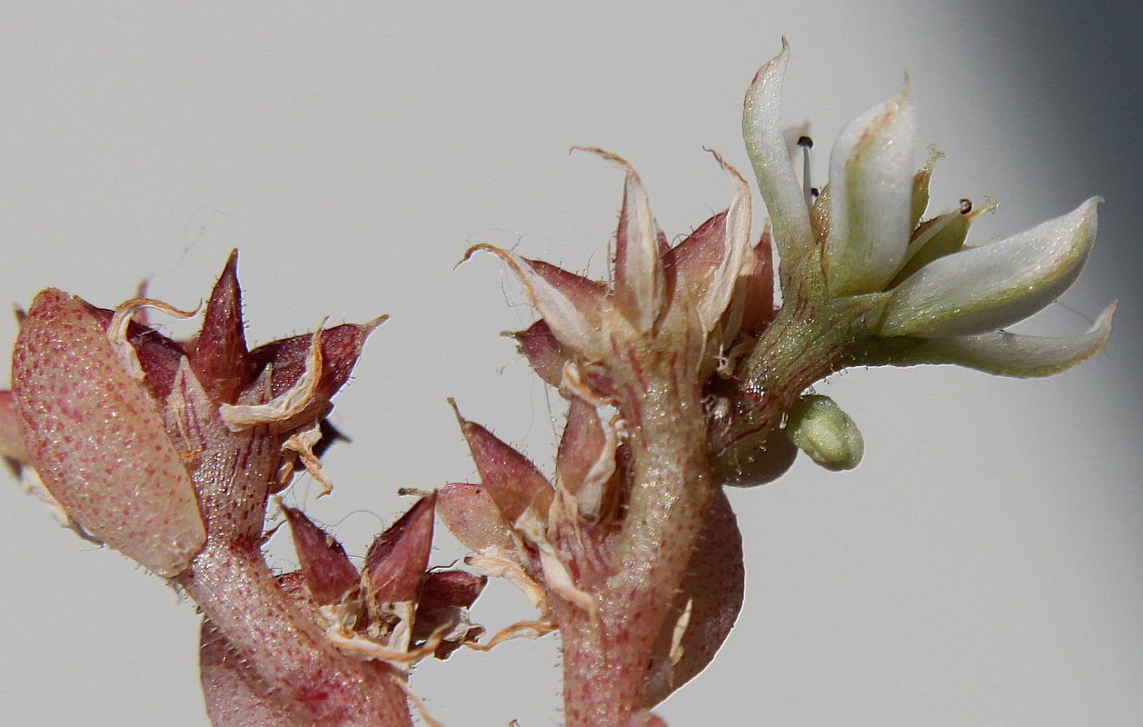 Image of Sedum hispanicum specimen.