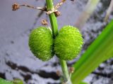 Sagittaria sagittifolia