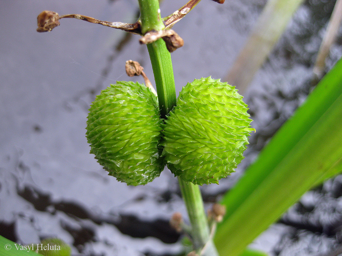 Изображение особи Sagittaria sagittifolia.