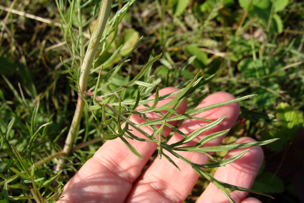 Изображение особи Scabiosa ochroleuca.