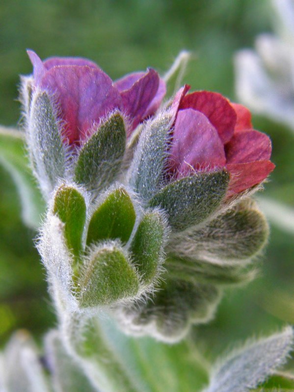 Изображение особи Cynoglossum officinale.