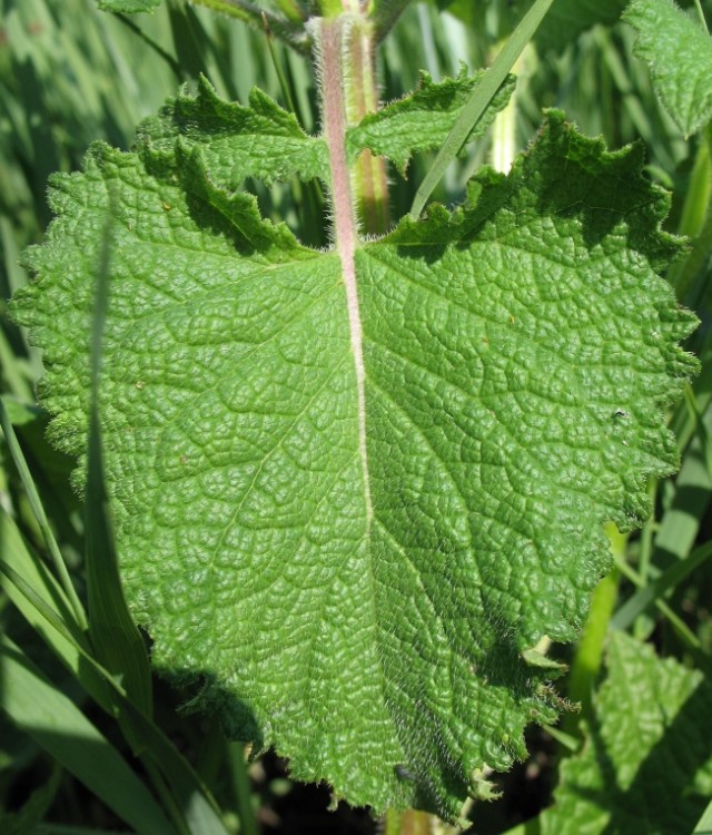 Image of Salvia verticillata specimen.
