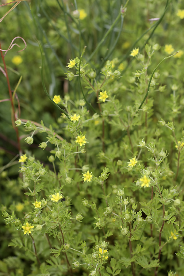 Изображение особи Potentilla supina.