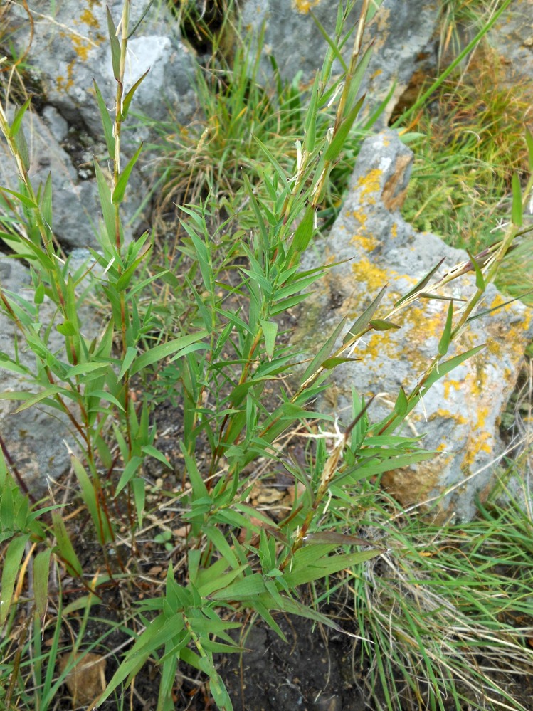 Image of Cleistogenes kitagawae specimen.