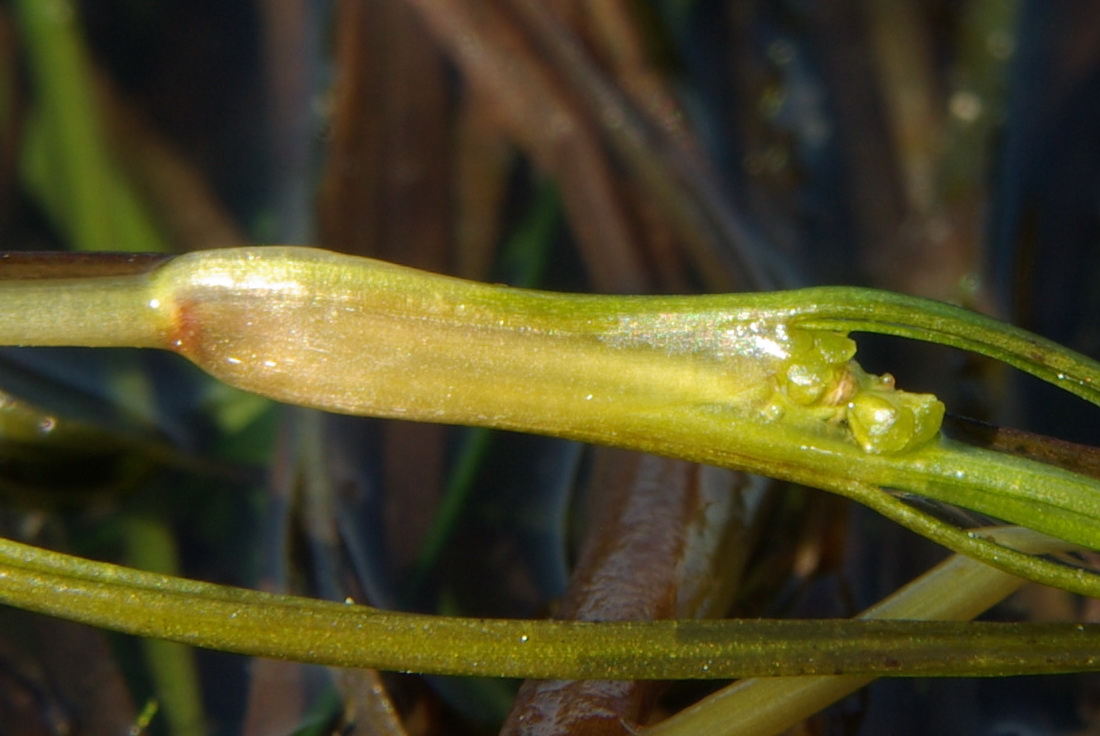 Image of Ruppia maritima specimen.