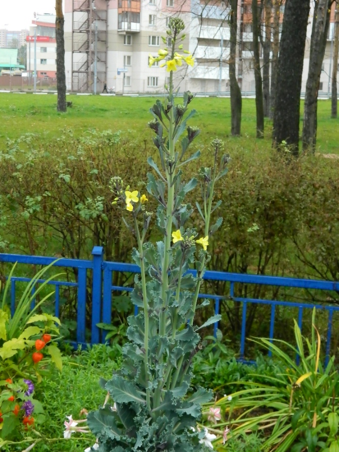 Изображение особи Brassica oleracea var. viridis.