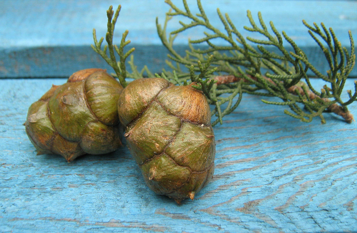 Image of Cupressus sempervirens specimen.