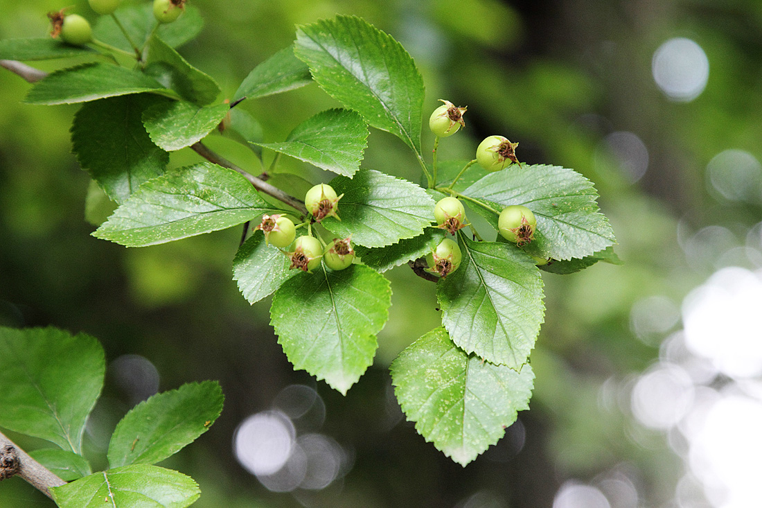 Изображение особи Crataegus canbyi.