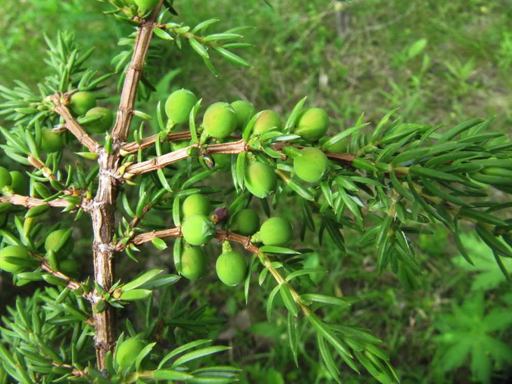 Изображение особи Juniperus communis.