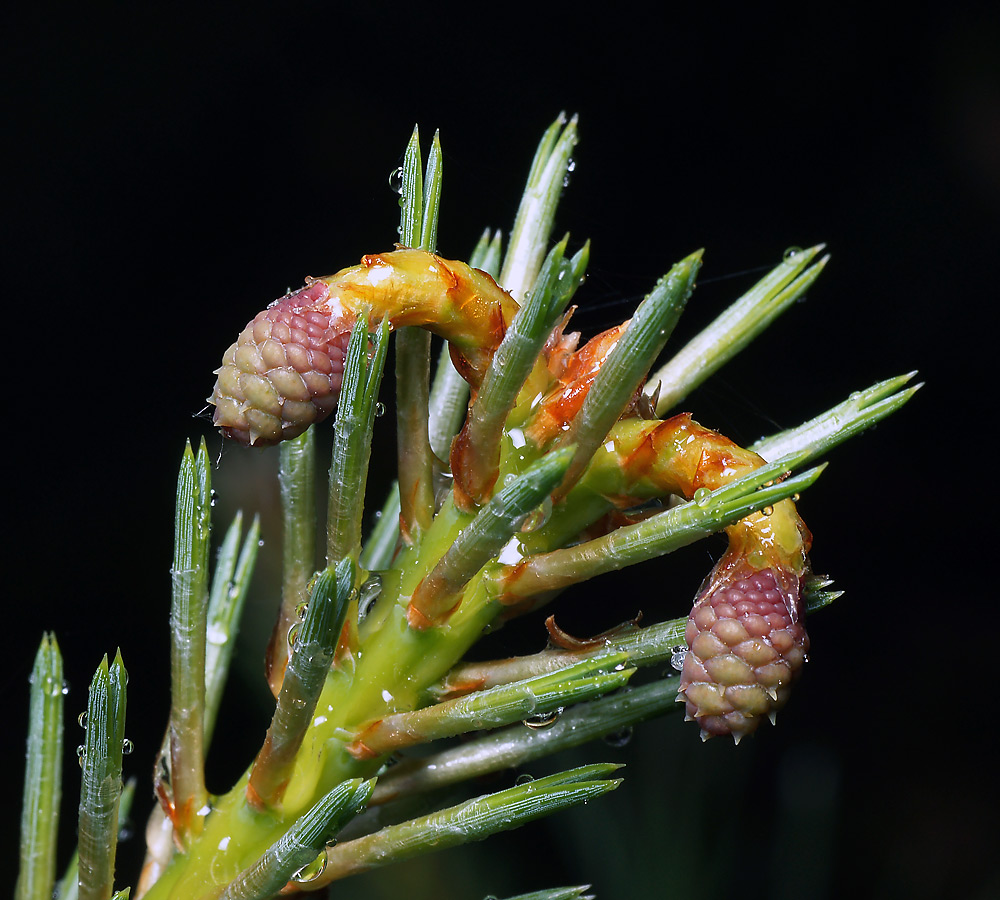Изображение особи Pinus sylvestris.