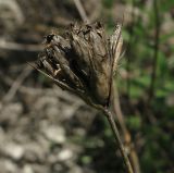 Dianthus capitatus. Прошлогоднее соплодие. Крым, Бахчисарайский р-н, гора Тепе-Кермен. 19.05.2012.