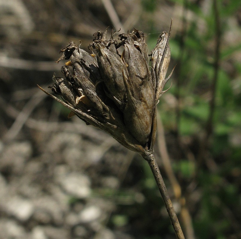 Image of Dianthus capitatus specimen.