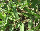 genus Convolvulus