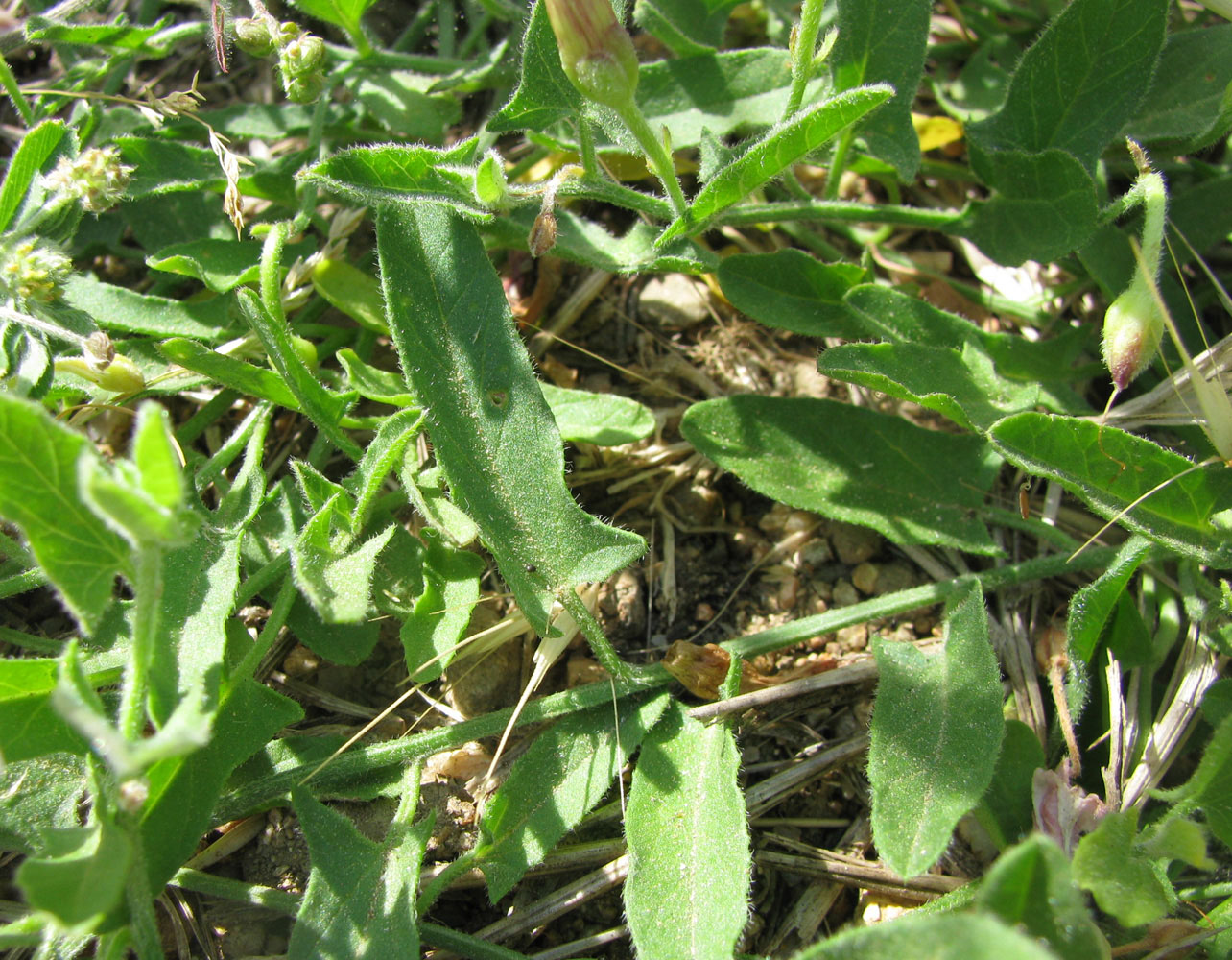 Image of genus Convolvulus specimen.
